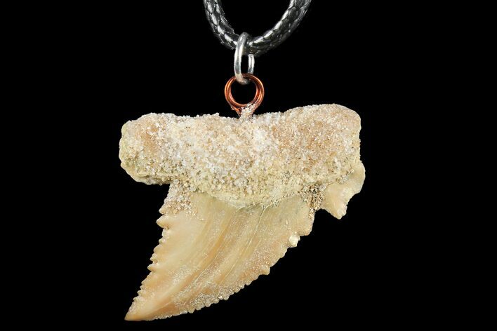 Fossil Shark (Palaeocarcharodon) Tooth Necklace -Morocco #110198